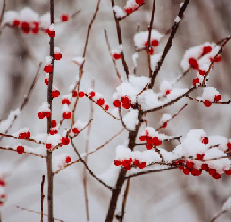 webdesignessences - logo references