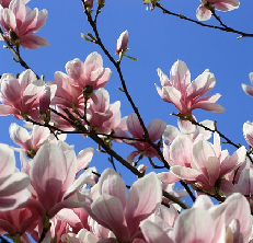 webdesignessences - 1. step, getting the shape, color, ... from nature