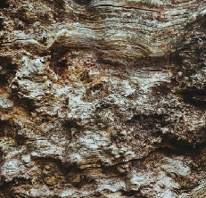 webdesignessences - 1. step, getting the shape, color, ... from nature