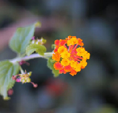 webdesignessences - logo references