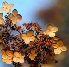 webdesignessences - logo references