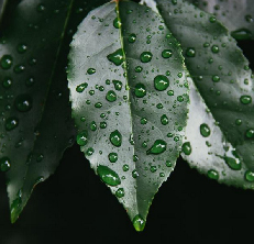 webdesignessences - 1. step, getting the shape, color, ... from nature