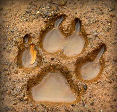 webdesignessences - 1. step, getting the shape, color, ... from nature