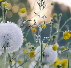 webdesignessences - 1. step, getting the shape, color, ... from nature